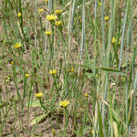 Lämmersalat  © Frank Gottwald