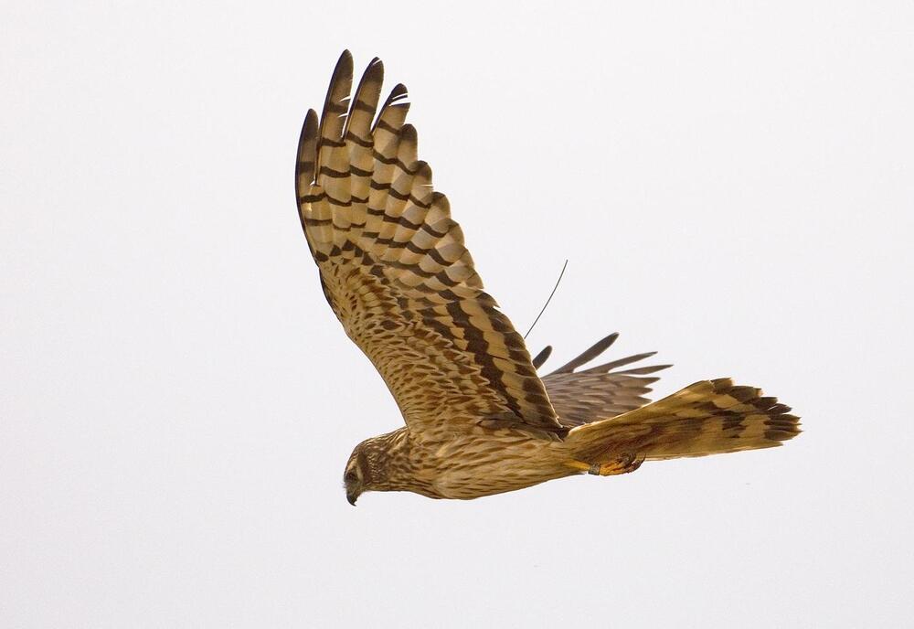 Wiesenweihe Marion mit flexibler Antenne 
