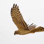 Wiesenweihe Marion mit flexibler Antenne 