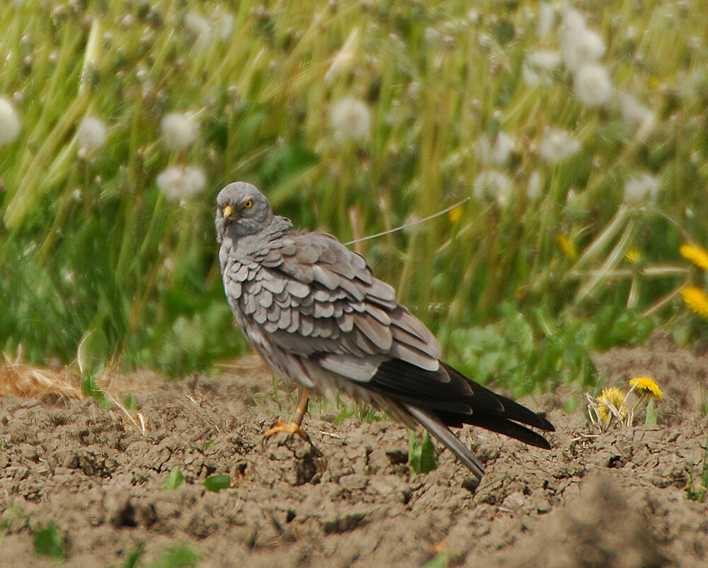 Wiesenweihen-Männchen Rudi 