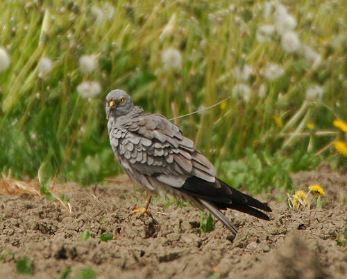 Wiesenweihen-Männchen Rudi 