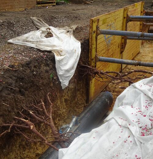 Verlegung einer Fernwärmeleitung unter Erhalt der Wurzeln vor Ort © AGFW-Projektgesellschaft für Rationalisierung, Information und Standardisierung mbH