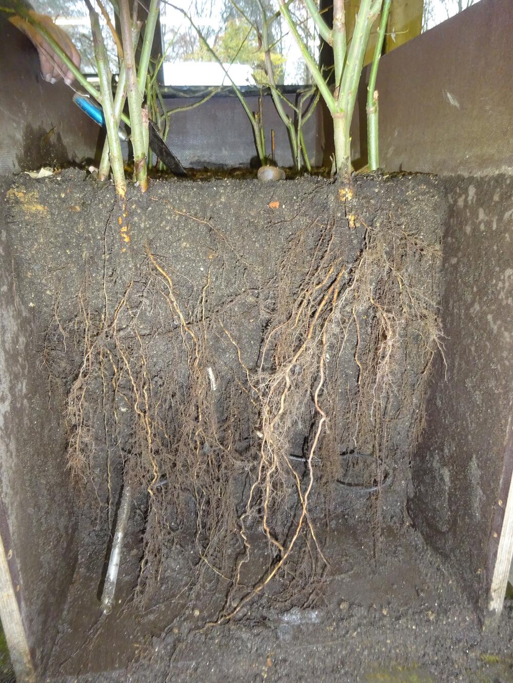 Durchwurzelte Versuchskiste (Temperaturbeeinflussung), ohne erkennbare »Vorzugsrichtung« (warm/kalt) im Wurzelwachstum © AGFW-Projektgesellschaft für Rationalisierung, Information und Standardisierung mbH