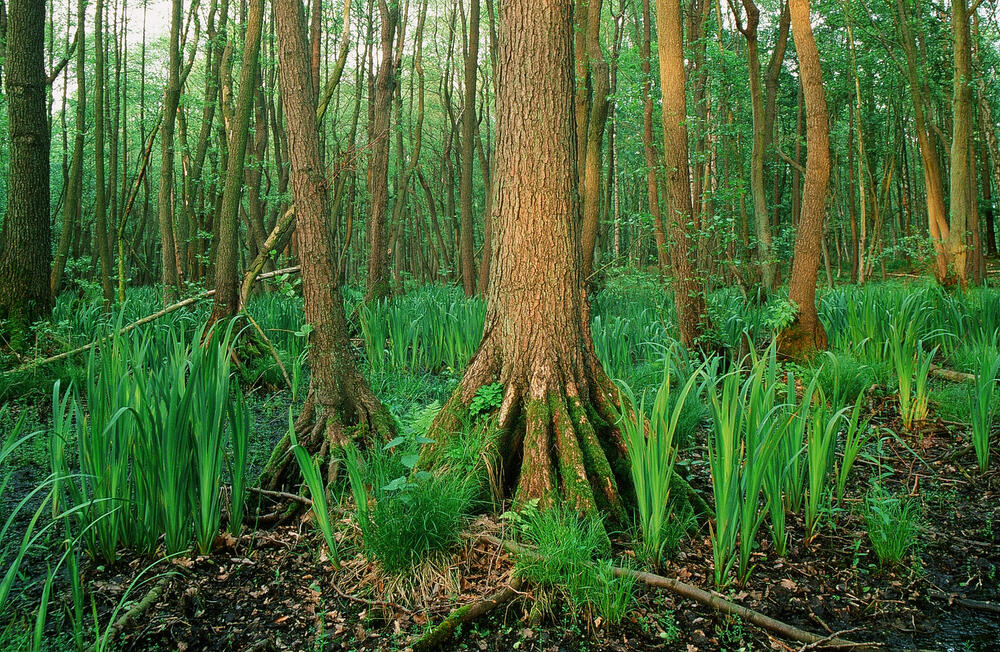 Schwarzerle © DBU Naturerbe GmbH