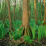 Schwarzerle © DBU Naturerbe GmbH