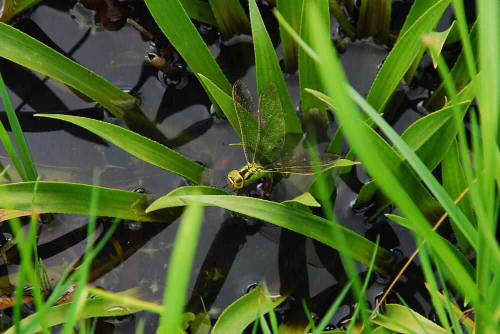 Aeschna virdis-Weibchen &copy; F. Kastner