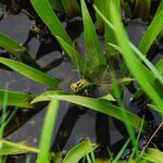 Aeschna virdis-Weibchen &copy; F. Kastner