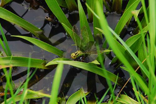 Aeschna virdis-Weibchen &copy; F. Kastner