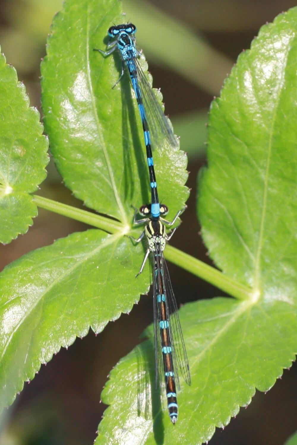 Coenagrion ornatum &copy; F. Kaster, D. Kern, F. Körner