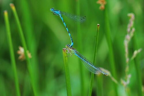 Coenagrion mercuriale &copy; F. Kastner, D. Kern, F. Körner