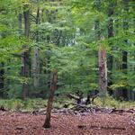 Buchennaturwald © Marcus Schmidt