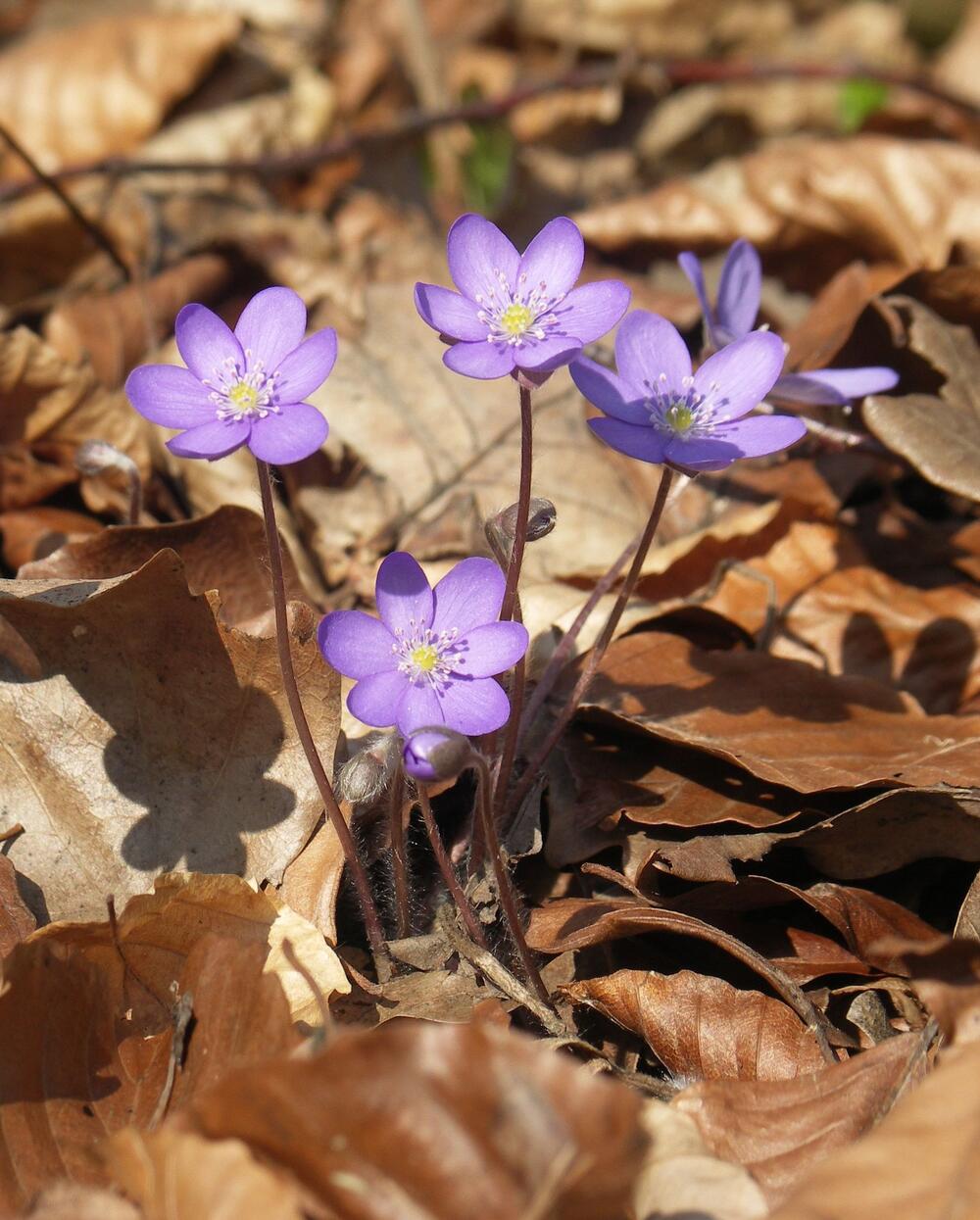 Leberblümchen © Andreas Mölder