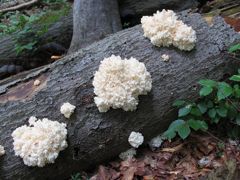 Ästiger Stachelbart © Marcus Schmidt
