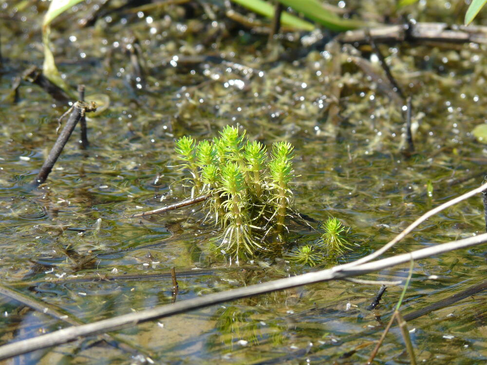 Elatine &copy; Sara Altenfelder