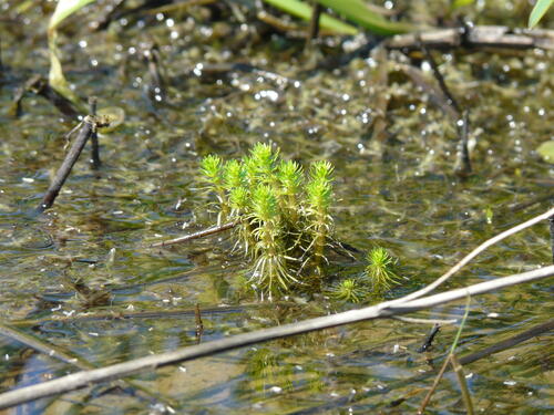 Elatine &copy; Sara Altenfelder