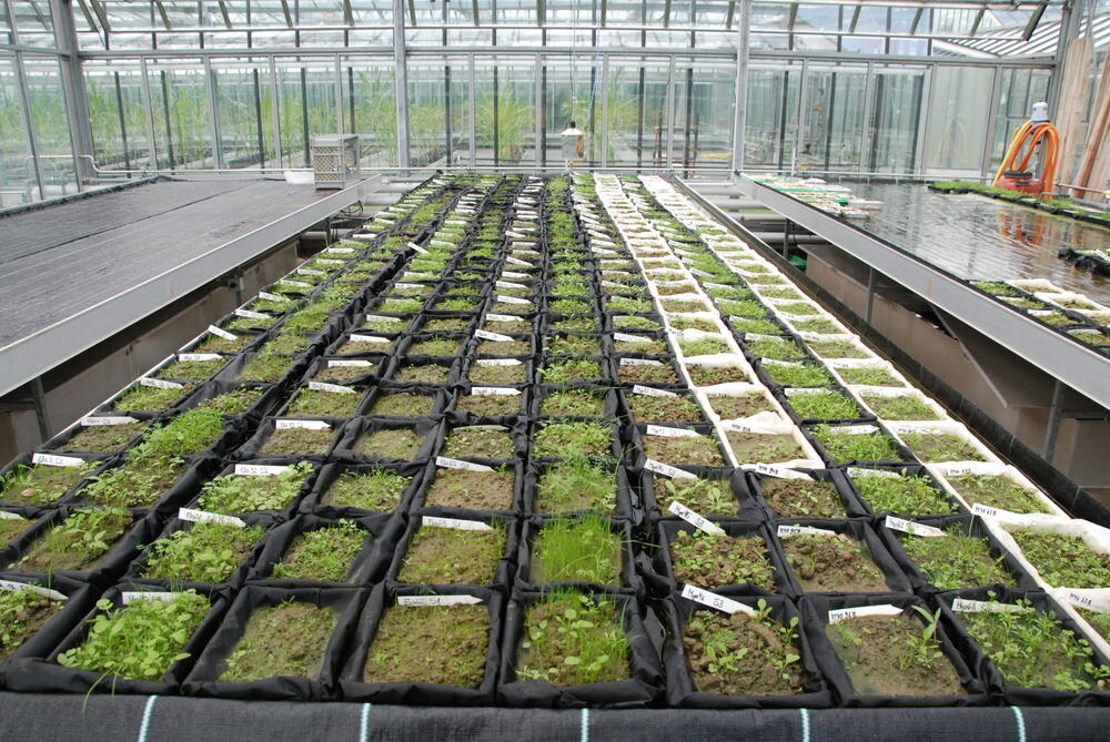 Samenbankanalysen &copy; Harald Albrecht