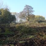 Gehölzrodung &copy; S. Pleines