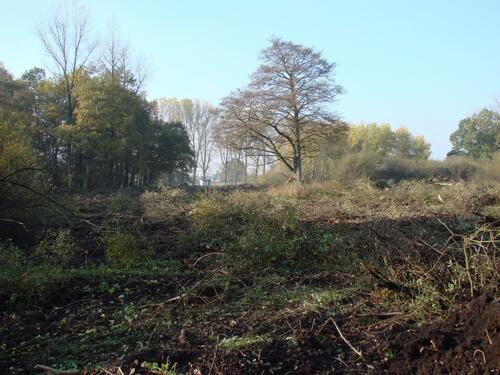 Gehölzrodung &copy; S. Pleines