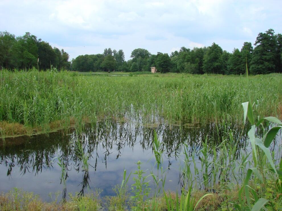 junges Röhricht &copy; S. Pleines