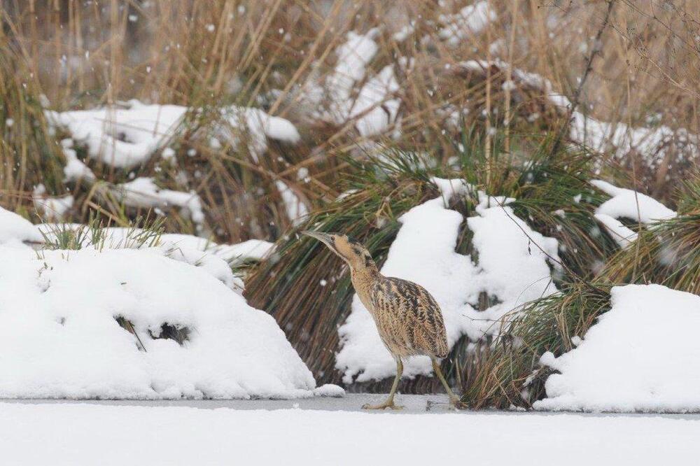 Rohrdommel &copy; Hans-Georg Wende
