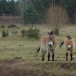 Przewalski-Pferde auf der DBU-Naturerbefläche Tennenlohe © DBU/ Jörg Tillmann
