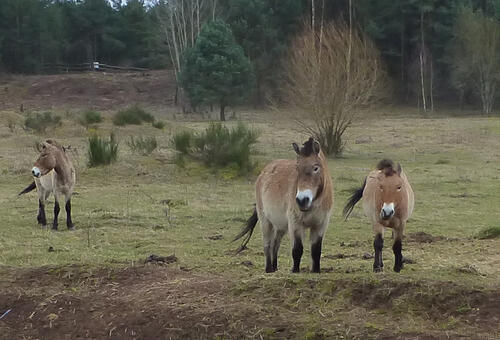 Przewalski-Pferde auf der DBU-Naturerbefläche Tennenlohe © DBU/ Jörg Tillmann