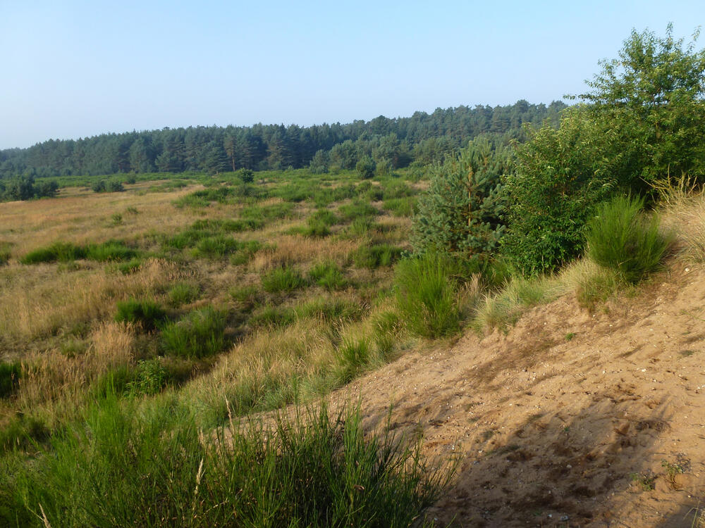 Offenland DBU-Naturerbefläche Kaarzer Holz © DBU/Tillmann