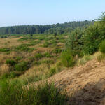 Offenland DBU-Naturerbefläche Kaarzer Holz © DBU/Tillmann