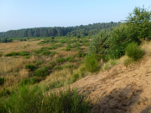 Offenland Kaarzer Holz © DBU/Tillmann