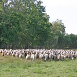 Schafe in Borkenberge © Michelle Liedtke/ DBU Naturerbe