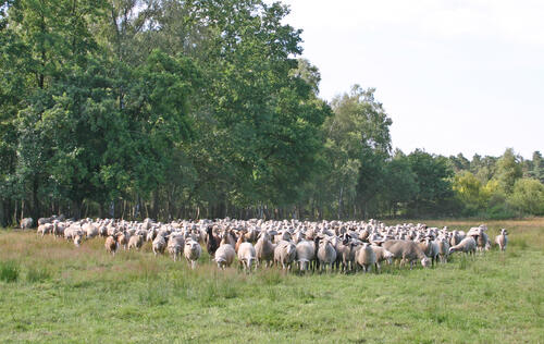 Schafe in Borkenberge © Michelle Liedtke/ DBU Naturerbe
