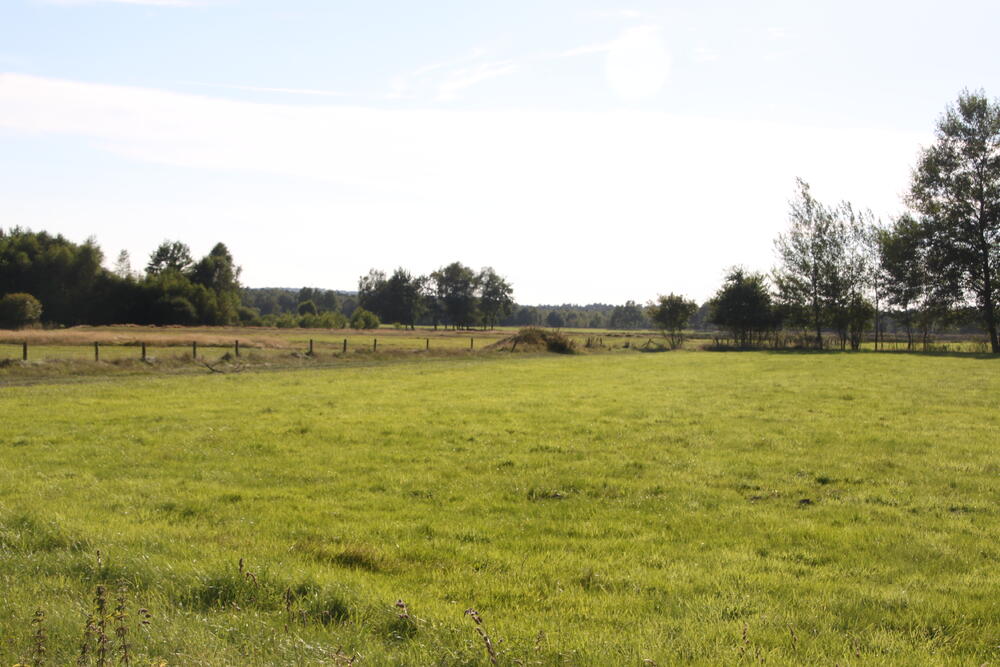 Grünland im DBU Naturerbe Weißes Venn-Geisheide © Bundesforsbetrieb Rhein-Weser