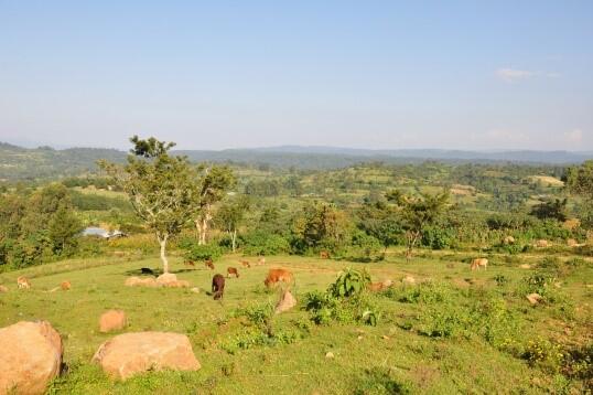 Gehölzmanagement AZ 35333 © Dr. Girma Shumi