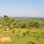 Gehölzmanagement AZ 35333 © Dr. Girma Shumi