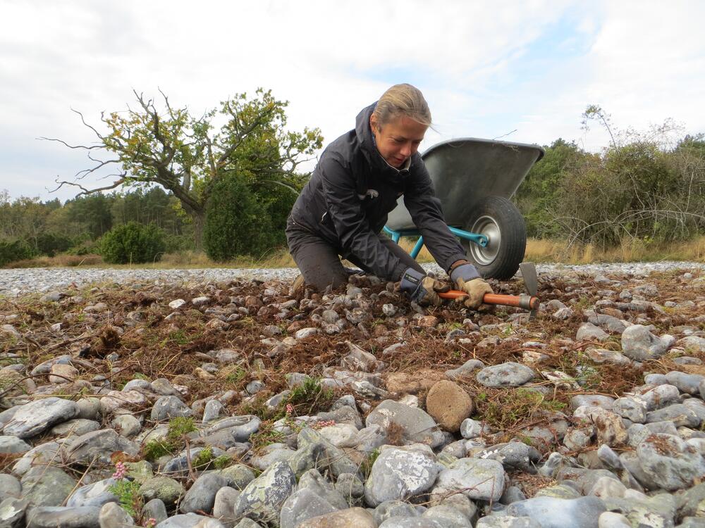 Bergwaldprojekt Prora © Bergwaldprojekt/ Naumann