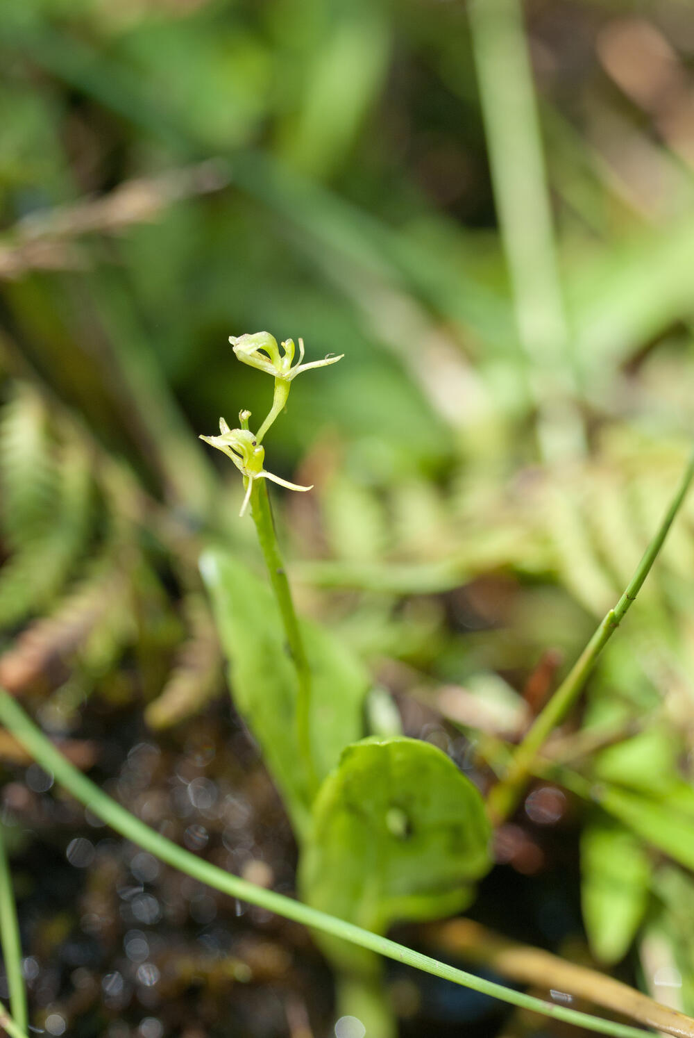 Sumpf-Glanzkraut © Christof Martin/piclease