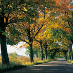 Alleen in Deutschland 