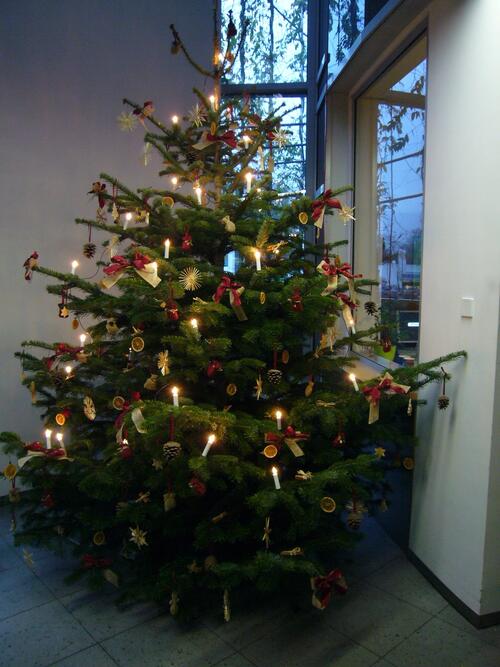 DBU-Weihnachtsbaum 2008 (Foto: DBU) 