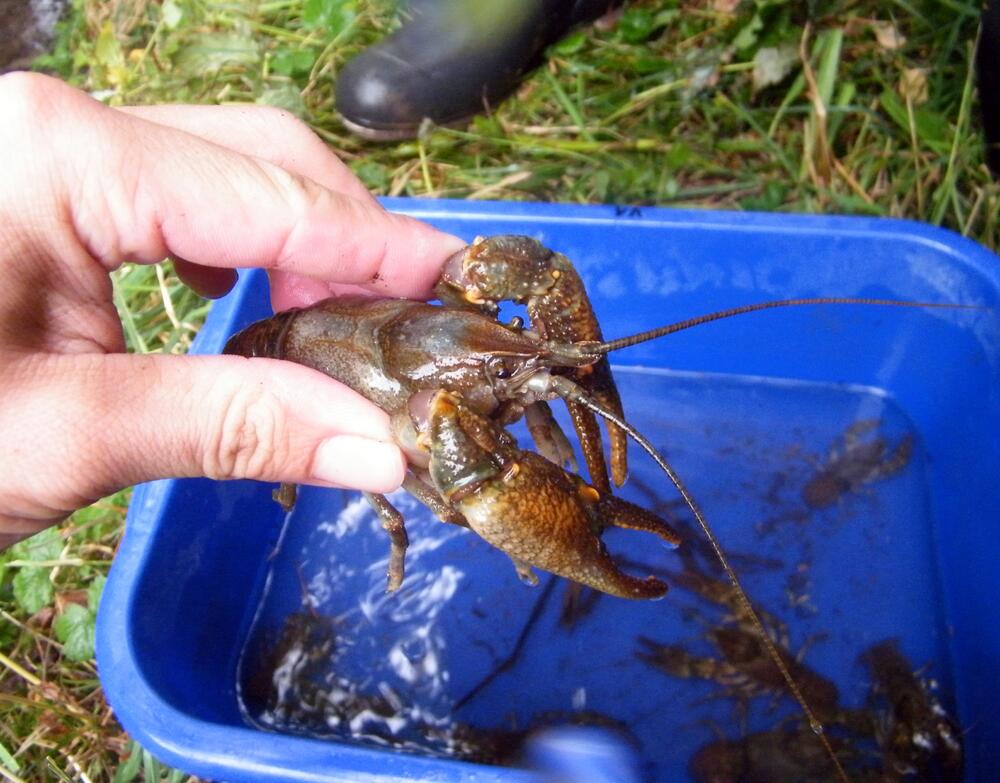 Steinkrebs (Austropotamobius torrentium) © Christoph Chucholl