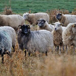 Schafe DBU Naturerbe Prora © Johannes Hoyme