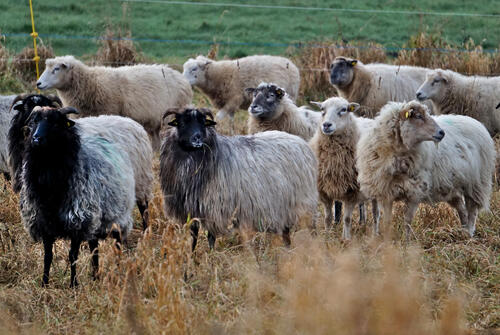 Schafe DBU Naturerbe Prora &copy; Johannes Hoyme