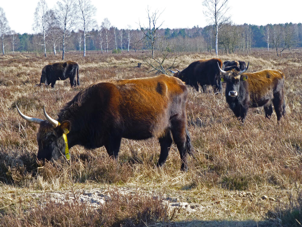 Heckrinder Oranienbaumer Heide © Jörg Tillmann/DBU Naturerbe