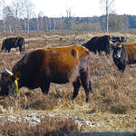 Heckrinder Oranienbaumer Heide © Jörg Tillmann/DBU Naturerbe