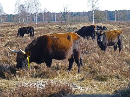 Heckrinder Oranienbaumer Heide © Jörg Tillmann/DBU Naturerbe