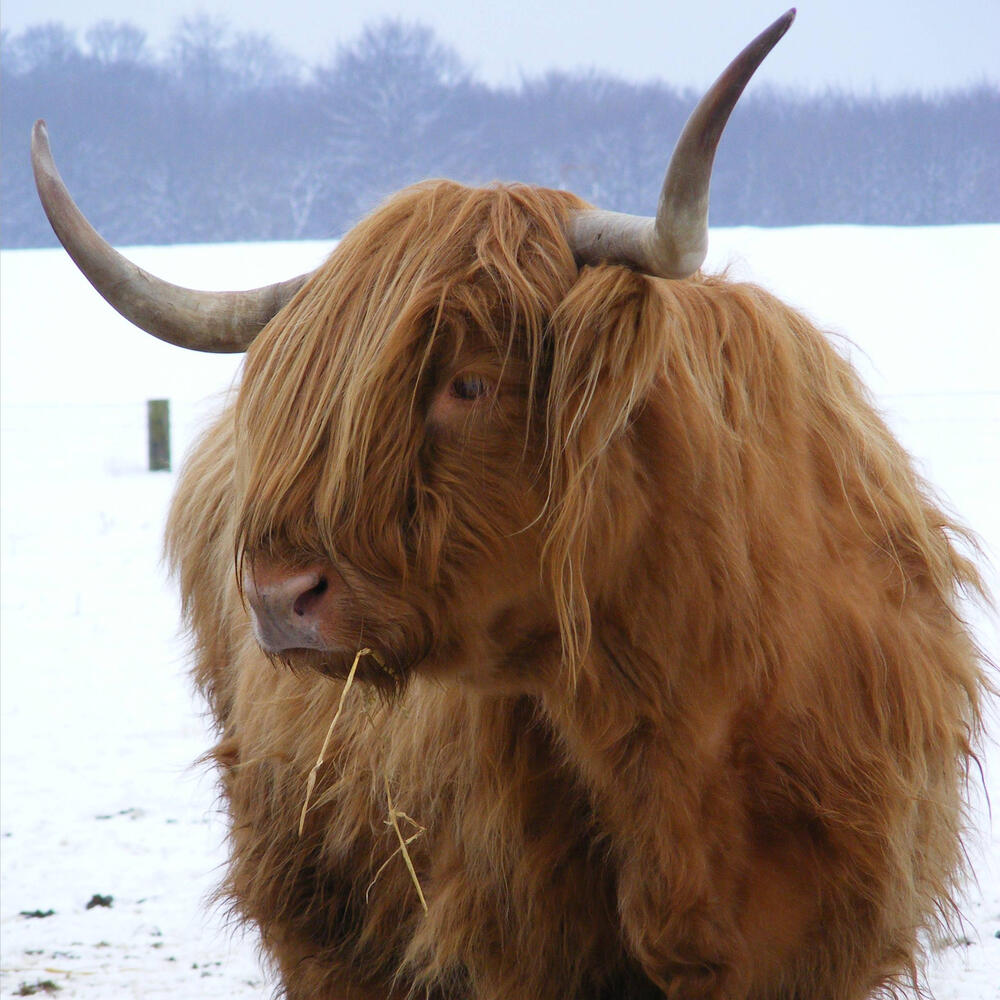 Schottisches Hochlandrind auf Prora © DBU Naturerbe