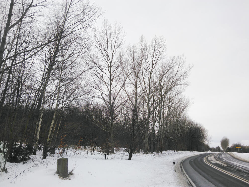 DBU-Naturerbefläche Hartmannsdorfer Forst bei Schneeberg © Sabine Haas/Bundesforstbetrieb Thüringen-Erzgebirge