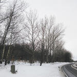 DBU-Naturerbefläche Hartmannsdorfer Forst bei Schneeberg © Sabine Haas/Bundesforstbetrieb Thüringen-Erzgebirge