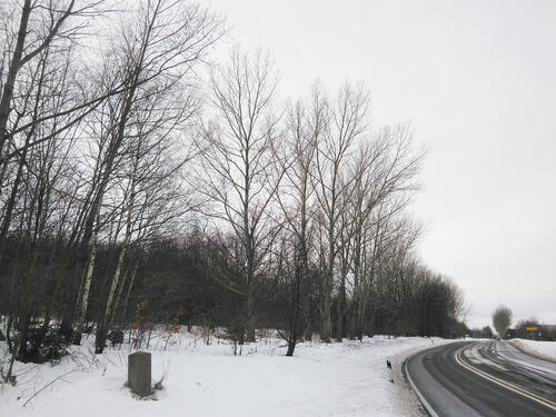 DBU-Naturerbefläche Hartmannsdorfer Forst bei Schneeberg © Sabine Haas/Bundesforstbetrieb Thüringen-Erzgebirge