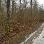 DBU-Naturerbefläche Drosselberg © Beatrix Schwarz/Bundesforst