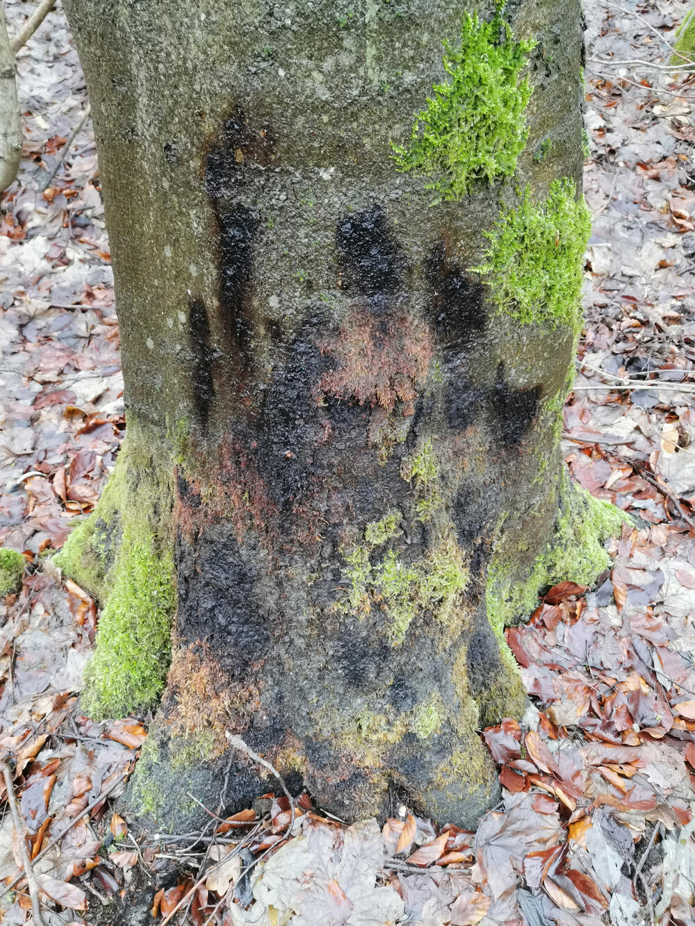 Brandkrustenpilz  © Beatrix Schwarz/Bundesforst